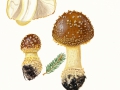 Amanita regalis (Fr.) Michael , Brauner Fliegenpilz