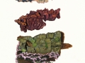 Chondrostereum purpureum (Pers.:Fr.) Pouzar , Violetter Knorpelschichtpilz