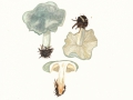 Clitocybe odora (Bull.:) Kumm. , Grüner Anis-Trichterling