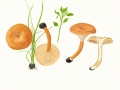 Clitocybe sinopica (Fr: Fr..) Kumm. , Ziegelroter Trichterling , Kohlen-Trichterling ,  NPH
