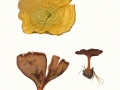 Coltricia perennis  (L.) Murrill , Gebänderter Dauerporling