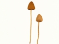Conocybe subpubescens P.D.Orton , Flaumhaariges (Behaartes) Samthäubchen , Bruchwald-Samthäubchen