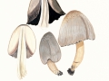Coprinopsis  atramentaria  (Bull.) Redhead et al.  , Grauer Falten-Tintling