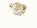 Coprinopsis atramentaria  (Bull.) Redhead et al.  , Grauer Falten-Tintling