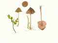Entoloma cetratum (Fr.: Fr.) M.M.Mos. , Scherbengelber Glöckling