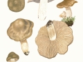 Entoloma clypeatum  (L.) Kumm. , Schild-Rötling