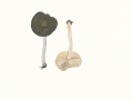 Entoloma undulatosporum  Arnolds & Noordel. , Welligsporiger Rötling
