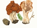 Gyromitra esculenta (Pers.) Fr. , Frühjahrs-Giftlorchel