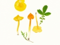 Hygrocybe persistens  (Britz.) Singer , Spitzgebuckelter Saftling , Safrangelber Saftling