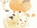 Hygrophorus penarius Fr. var. penarius, Trockener Schneckling