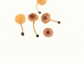 Lepiota ochraceofulva P.D.Orton , Ockerbrauner Schirmling