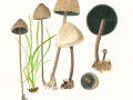 Panaeolus papilionaceus (Bull.: Fr.) Quél. var. papilionaceus , Blasser Düngerling