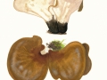 Polyporus badius  (Pers.) Schwein. , Schwarzroter Porling , Kastanienbrauner Stielporling