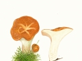 Polyporus squamosus (Huds.: Fr.) Fr. , Schuppiger Porling