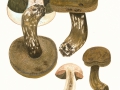Porphyrellus porphyrosporus (Fr.) Gilb. , Düsterer Röhrling