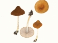 Psathyrella spadiceogrisea (Schaeff.: Fr.) Maire var. spadiceogrisea , Schmalblättriger Mürbling