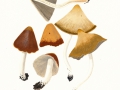 Psathyrella spec.