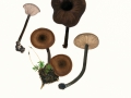 Pseudoclitocybe cyathiformis (Bull.: Fr.) Singer , Kaffeebrauner Scheintrichterling