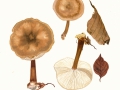 Rhodocollybia butyracea fm. asema (Fr.:Fr.) Antonín , Halling & Noordel. , Horngrauer Rosasporrübling