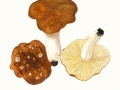 Russula mustelina Fr. , Wiesel-Täubling