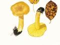 Tricholoma frondosae Kalamees & Shchukin , Pappel-Grünling
