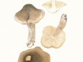 Tricholoma saponaceum (Fr.) Kumm. , Seifenritterling