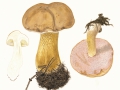 Tylopilus felleus (Bull.: Fr.) Karst. , Gemeiner Gallen-Röhrling, Gallen-Röhrling