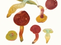 Hortiboletus rubellus (Krombh.) Simonini, Vizzini & Gelardi , Blutroter Röhrling