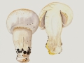 Agaricus xanthodermus Genev. var. xanthodermus , Veränderlicher Karbol-Egerling , Karbol-Egerling