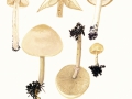 Agrocybe praecox (Pers.:F r.) Fayod , Frühlings-Ackerling