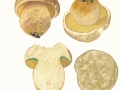 Butyriboletus fechtneri (Velen.) Arora & J.L.Frank  , Silber-Röhrling,  Sommer-Röhrling