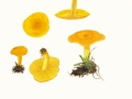 Calocybe chrysenteron (Bull.: Fr.) Singer , Dottergelber Schönkopf