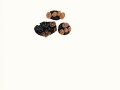 Ciboria batschiana (Zopf.) N.F.Buchw. , Brauner Eichelbecherling