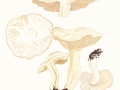 Clitocybe rivulosa (Pers.) Kumm. , Rinnigbereifter Gift-Trichterling , Bleiweißer Wiesen-Trichterling