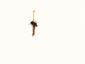 Ophiocordyceps gracilis (Grev.) G.H.Sung et al.  , Raupen-Kernkeule