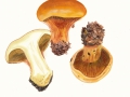 Cortinarius (Phleg.) elegantissimus Rob. Henry , Prächtiger Klumpfuß