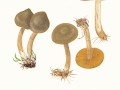 Cortinarius (Lep.) venetus (Fr.: Fr.) Fr. , Grüner Raukopf