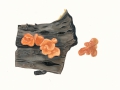 Craterocolla cerasi (Tul.) Bref. , Kirschbaumkraterpilz , Steuobstwiesen-Gallertpilz