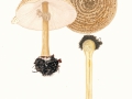 Lepiota aspera  (Pers.: Fr.) Quél.  , Spitzschuppiger Stachelschirmling
