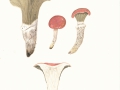 Gomphidius roseus  (Fr.)  Fr. , Rosa-Schmierling