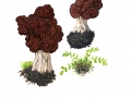 Gyromitra esculenta (Pers.) Fr. , Frühjahrs-Giftlorchel