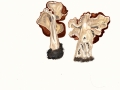 Gyromitra esculenta (Pers.) Fr. , Frühjahrs-Giftlorchel