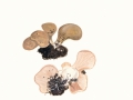 Hohenbuehlia petaloides (Bull.: Fr.) Schulzer var. petaloides , Erdmuscheling