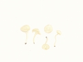 Hygrocybe russocoriacea (Berk. & T.K.Mill.) P.D.Orton & Watl. , Juchtenellerling