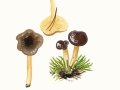 Hygrophorus hypothejus (Fr.: Fr.) Fr. var. hypothejus , Frost-Schneckling