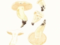 Hygrophorus penarius Fr. var. penarius, Trockener Schneckling
