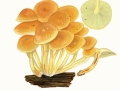 Hypholoma fasciculare (Huds.: Fr.) Kumm. var. fasciculare, Grünblättriger Schwefelkopf