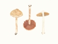 Inocybe bongardii  (Weinm.) Quél. var. bongardii, Duftender Risspilz