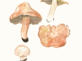 Inocybe erubescens Blytt , Ziegelroter Risspilz
