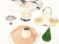 Lactarius controversus (Pers.: Fr.) Fr. , Rosascheckiger Milchling